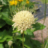 Cephalaria gigantea SDR9354